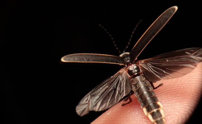 découvrez le monde envoûtant des lucioles, ces créatures magiques qui illuminent la nuit. apprenez-en plus sur leur biologie, leur habitat et le phénomène fascinant de leur luminescence. plongez dans l'univers des lucioles et laissez-vous émerveiller par leur danse lumineuse sous les étoiles.