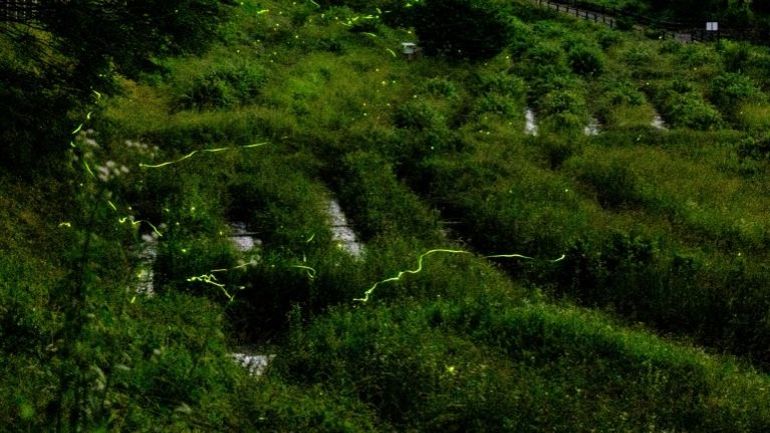 découvrez l'envoûtant spectacle des lucioles, un phénomène naturel extraordinaire. plongez dans un univers féerique où des milliers de petites lumières dansent sous le ciel étoilé, offrant un spectacle mémorable et magique. ne manquez pas cette expérience unique qui émerveillera petits et grands.