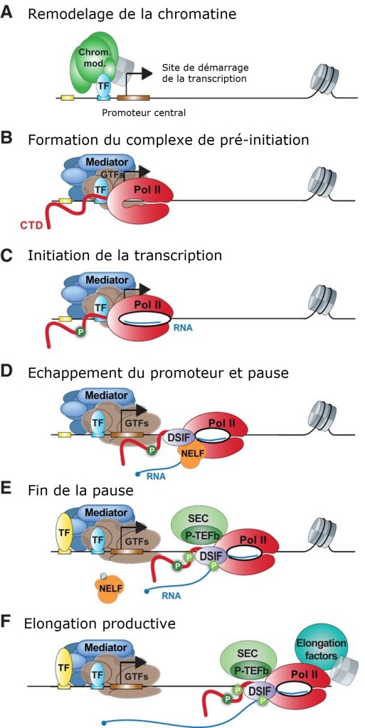 découvrez comment la transcription peut booster votre productivité au quotidien. apprenez des techniques efficaces pour optimiser votre temps et améliorer votre organisation grâce à la transcription de vos idées et de vos tâches.